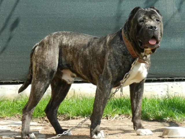 Chó Chọi Presa Canario