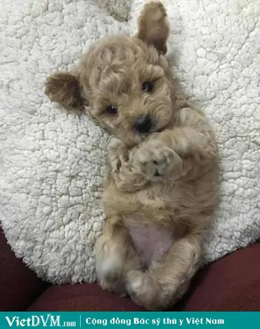 Có Cách Nào Để Giảm Mùi Hôi Cho Chó Poodle Không?