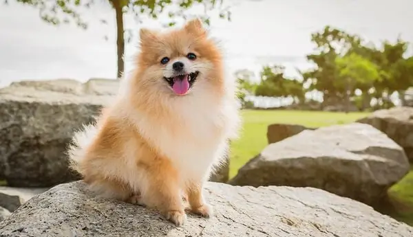 21. Pomeranian
