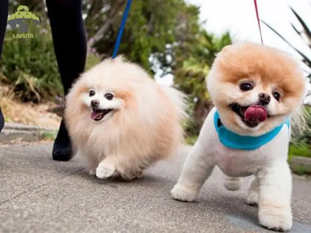 Các Giống Chó Không Rụng Lông