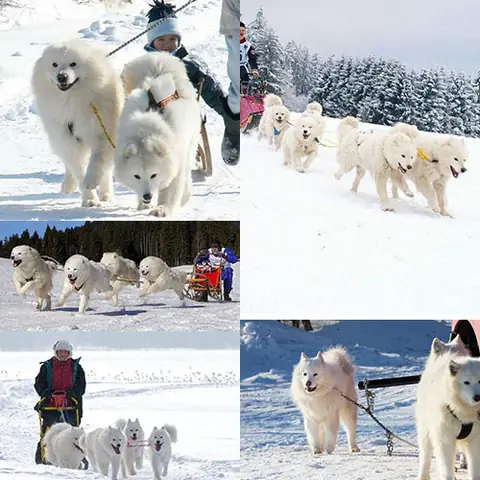 Samoyed