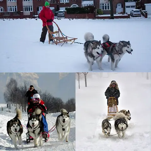 Cách Huấn Luyện Và Chăm Sóc Chó Kéo Xe