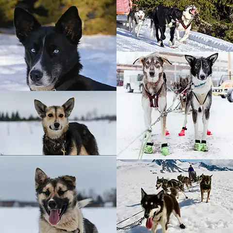 Alaskan Husky