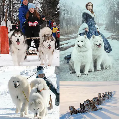 Ý Nghĩa Của Chó Kéo Xe Trong Đời Sống Hiện Đại