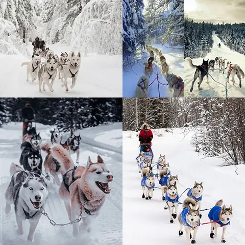 Cấu Trúc Đội Hình Và Vai Trò Của Từng Vị Trí Trong Đội Chó Kéo Xe