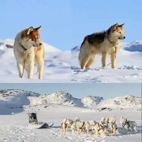 Greenland Dog