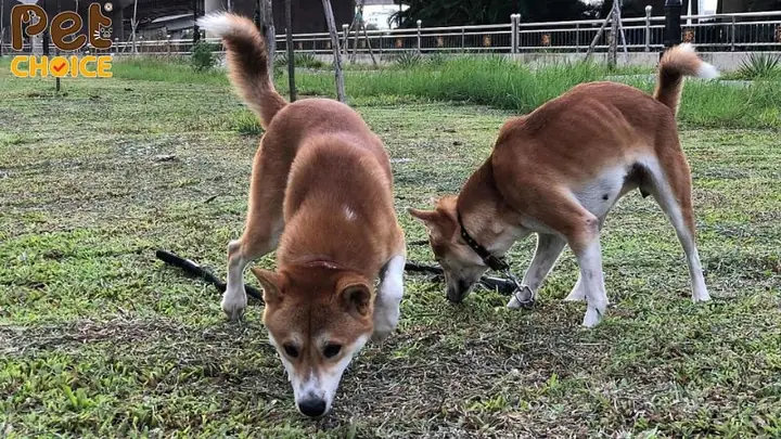 Bản Năng Hoang Dã Và Tính Độc Lập