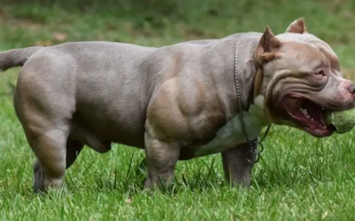 1chó Pitbull – Chó Chiến Binh