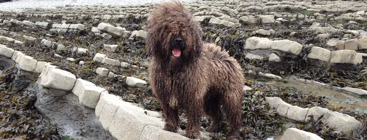 Chó Lội Nước Tây Ban Nha (spanish Water Dog)