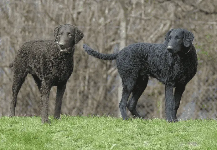 Curly-coated Retriever