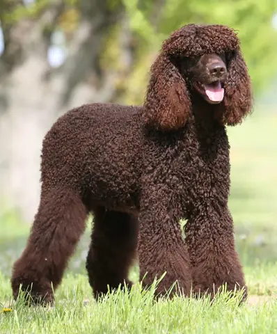 Chó Lội Nước Spaniel Hoa Kỳ (american Water Spaniel)