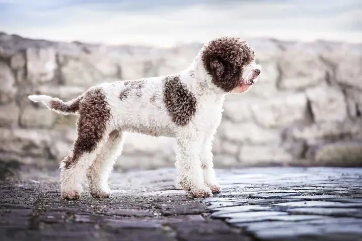 Lagotto Romagnolo