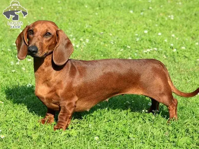 Chó Lạp Xưởng (chó Lùn Dachshund)
