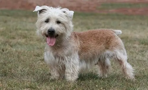 12. Chó Lưng Dài Chân Ngắn Glen Of Imaal Terrier
