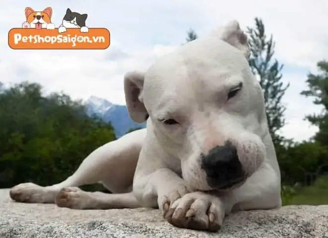 Giống Chó Mastiff Khổng Lồ Argentina (chó Ngao Argentina)