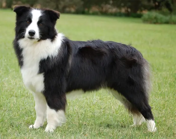 Chó Border Collie Có Nguồn Gốc Từ Lục Địa Anh