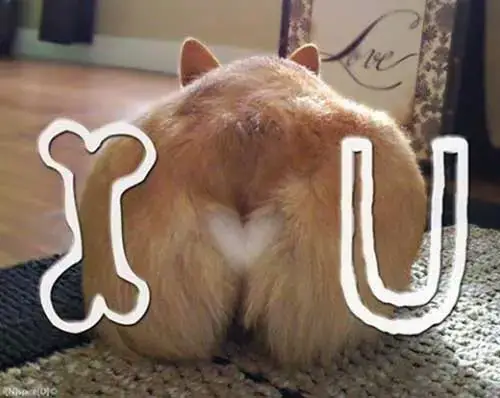 Tại Sao Một Số Giống Chó Lại “ngáo” Hơn?