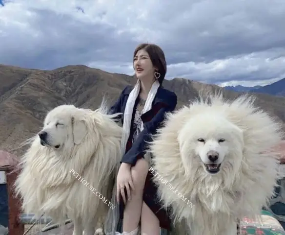 Giá Chó Ngao Tây Tạng