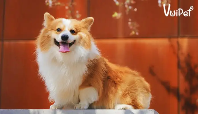 Giống Chó Nhật Chân Ngắn