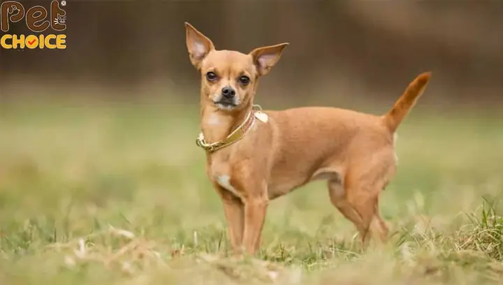 Giống Chó Nhỏ Ít Lông: Top 10 Loài Dễ Nuôi, Ít Gây Dị Ứng Cho Người Yêu Thú Cưng