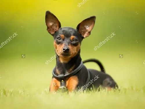 Giống Chó Nhỏ Không Lớn Được Yêu Thích Tại Việt Nam