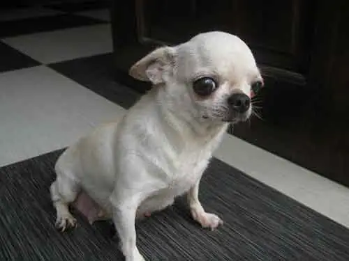 Giống Chó Nhỏ Không Lớn Được Yêu Thích Tại Việt Nam