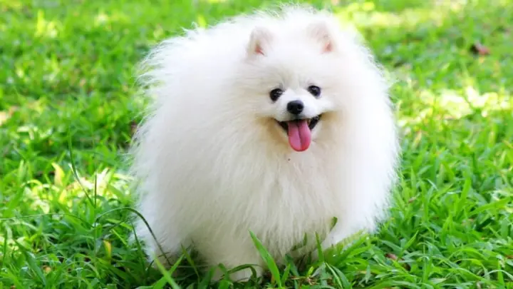 Pomeranian (chó Phốc Sóc) Pomeranian (chó Phốc Sóc)