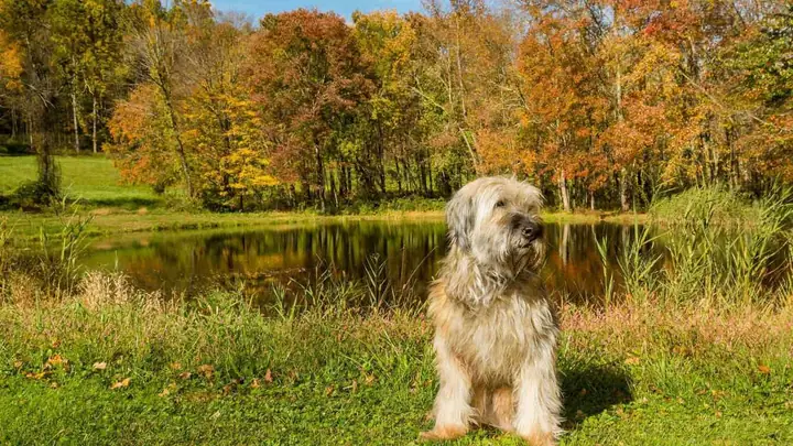 Top 7 Giống Chó Được Xem Là Bảo Vật Quốc Gia Của Hàn Quốc