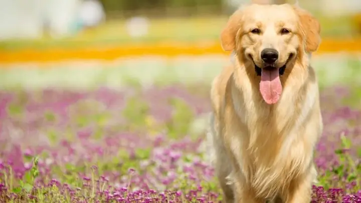 Giống Chó Golden Retriever