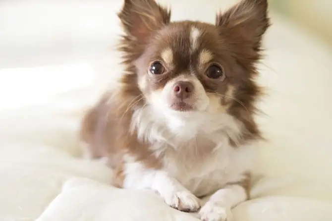 Giống Chó Chihuahua