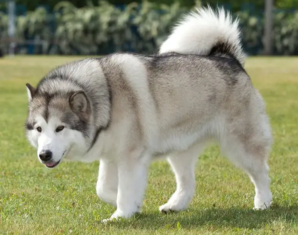 Giống Chó Alaska Malamute