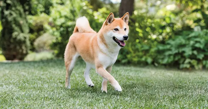 Giống Chó Shiba Inu