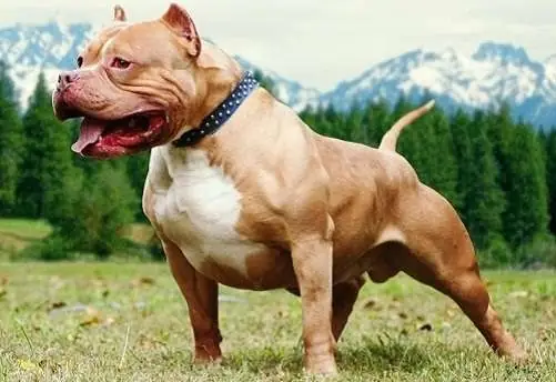 Giống Chó Pitbull Có Thật Sự Nguy Hiểm? Giống Chó Pitbull Có Thật Sự Nguy Hiểm?