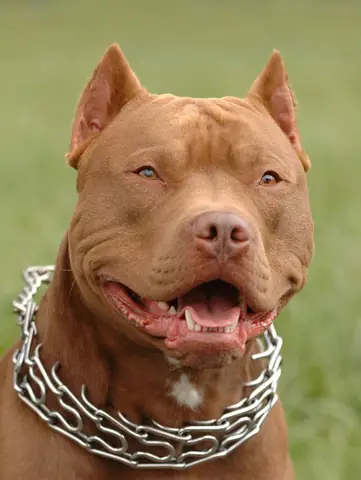 Giống Chó Pitbull Có Nguy Hiểm Như Lời Đồn? Phân Tích Chuyên Sâu Giống Chó Pitbull Có Nguy Hiểm Như Lời Đồn? Phân Tích Chuyên Sâu