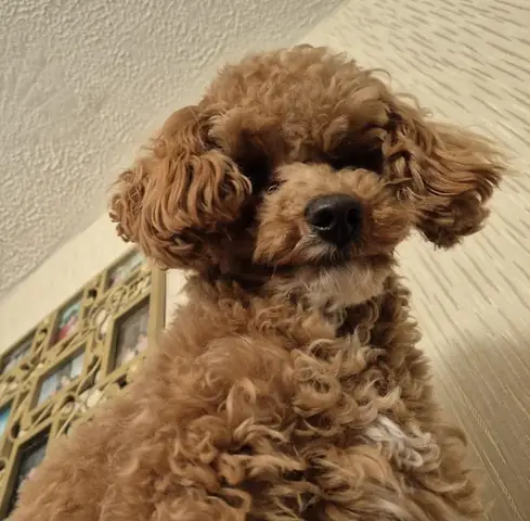 Giống Chó Poodle Của Nước Nào? Sự Thật Về Nguồn Gốc Và Lịch Sử