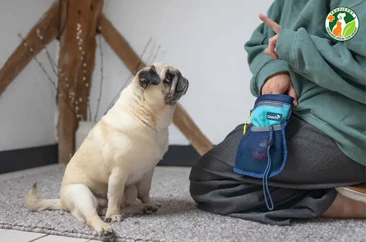 Cách Huấn Luyện Pug Hiệu Quả