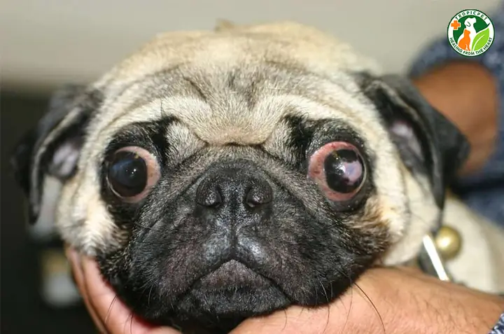 Các Vấn Đề Sức Khỏe Thường Gặp Ở Chó Pug