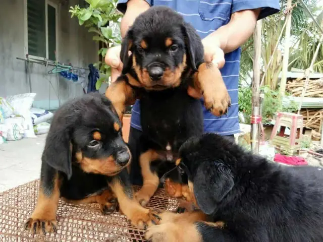 Địa Chỉ Mua Bán Rottweiler Dòng Đại