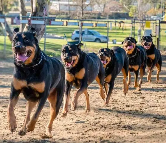 Phối Giống Chó Rottweiler Dòng Đại
