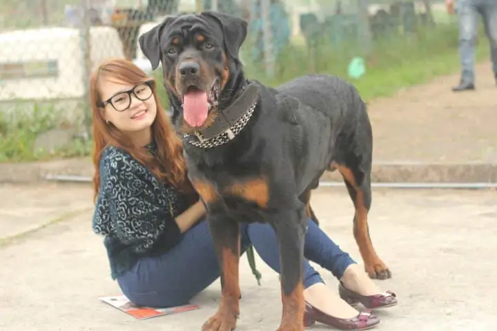 Đặc Điểm Của Chó Rottweiler Dòng Đại