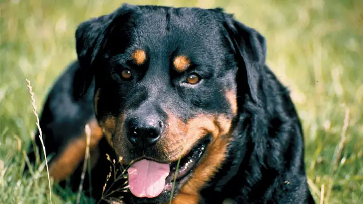 Phân Loại Rottweiler