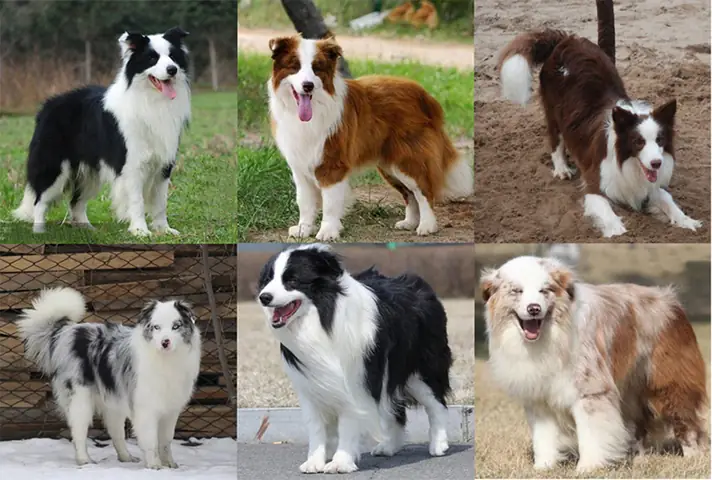 Các Giống Chó Thông Minh