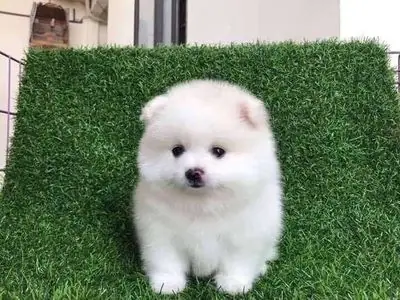 Chó Phốc Sóc Mini Nhà Đẻ