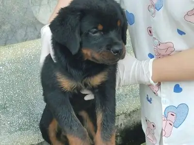 Cho Rottweiler Đực