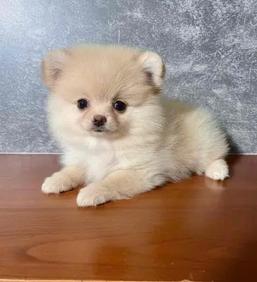 🌸 Phóc Sóc (cái) Cream Hồng Size Mini (ảnh Thật)🌸