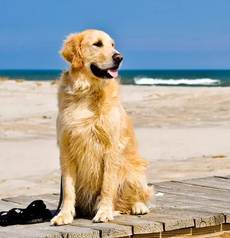 Chó Golden Retriever Có Nguồn Gốc Từ Anh