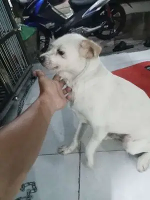 Cần Cho Lại Ae Về Nuôi Nhé Cho Tiệm Ngừa Đầy Đủ