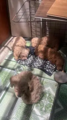 Em Cần Bán Mấy Bé Poodle Mới Đẻ Ạ Từ 1tr8 Đến 2tr5