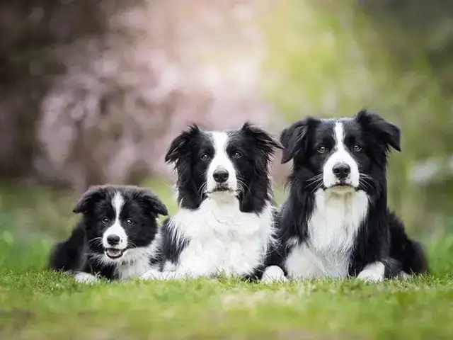 Các Giống Chó Thông Minh Dễ Nuôi Phù Hợp Với Môi Trường Việt Nam