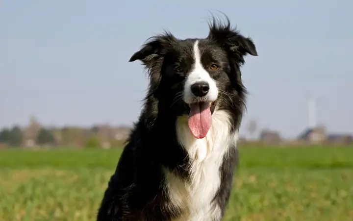 Chó Border Collie
